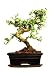 41Udt3%2BF%2BeL. SL75  Bonsai Pots Black