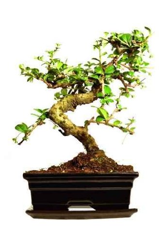 Bonsai Tree - 36