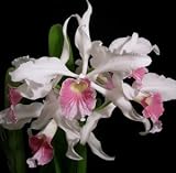 Laelia purpurata 'Trumpet Song' x 'Mendenhall' THE QUEEN OF ORCHIDS