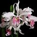 Laelia purpurata v carnea Trumpet Song L purpurata v carnea Bion HCC/AOS LIMIT ONE