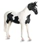 Pinto Sport Horse - Black�