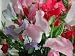 Bijou Mix Sweet Pea - 30 Seeds, 5 g - Lathyrus