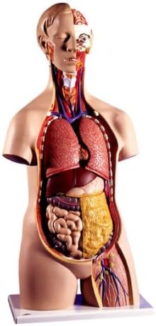 AWW B13 Classic Unisex Torso, 14 Part