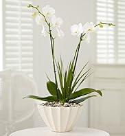 Planted Orchid