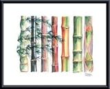 Art Poster Metal Framed Print - Bambus - Artist: Francois Jarlov- Poster Size: 15 X 19