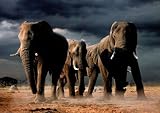 (24x36) African Elephants Art Print Poster