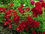 Red Ribbons (gc)o.r. (Rosa Landscape/Shrub) - Bare Root Rose