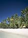 Boracay Beach, Palm Trees and Sand, Boracay Island, Philippines Photographic Poster Print by Steve Vidler, 9x12