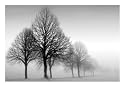 Winter Trees III Floral & Botanical Giclee Poster Print by Ilona Wellmann, 40x30