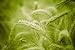 Serial Cereals - Colorized Photos of Wheat in Green - 72