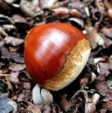 [生栗5000g]新杵堂直営栗農園直送！