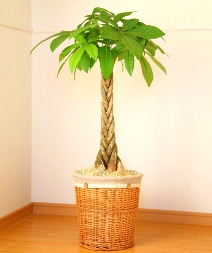 パキラ7号鉢(ナチュラルバスケット)【インテリアグリーン】【観葉植物】【誕生日】【お祝い】【お届け日時指定可】【朝6:00までのご注文で最短翌日お届け※一部地域を除く】