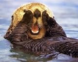 Sea Otter (In Water) Art Poster Print - 16" X 20"