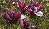 Purple Lily Magnolia Tree Five Gallon
