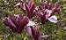 Purple Lily Magnolia Tree Five Gallon