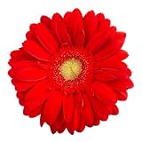 Beautiful Red Gerbera Daisies, Wholesale Box of 100 Flowers