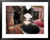 Calf with its Head Through the Stall Door, Pennsylvania Animals Framed Art Poster Print by Tim Laman, 31x25