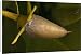 Canvas Prints of ROG-12157 Red mangrove - in fruit, this develops and germinates on the tree, from Ardea Wildlife Pets
