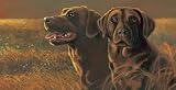 Harvest Chocolate Labrador Blank Card