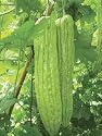 Bittergourd Sayonara seeds