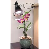 Agrosun Dayspot 60W Grow Light Kit