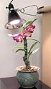 Agrosun Dayspot Grow Light Kit