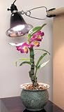 Hydrofarm Agrosun Dayspot Incandescent Grow Light 150watt