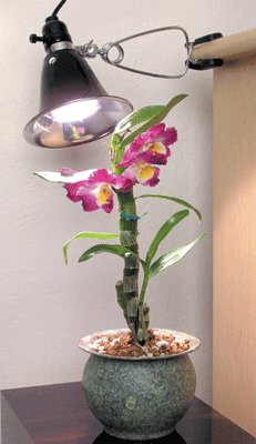 Childrens Toyshop  Outdoor Living : Agrosun© Dayspot Grow Light Kit