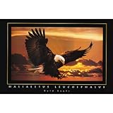 Bald Eagle (Sunset) Art Poster Print