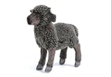 Kid Black Sheep 10
