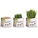 Pet Greens Garden Pet Grass Self-Grow Kit 178 g