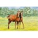 Horses Western Floormat Rug Doormat Mat