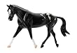 Appaloosa Sport Horse&nbsp;