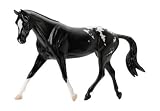 Appaloosa Sport Horse&nbsp;