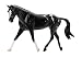 Appaloosa Sport Horse&nbsp;