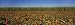 Flowers Growing in Front of a Corn Field, Gilroy, California, USA Photographic Poster Print by Panoramic Images , 32x96
