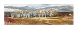 Birch Standby by Wendy Harris poster print,36 in. x 13.5 in.
