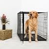Midwest iCrate Single Door Folding Crate 30Lx19Wx21H dog kennel