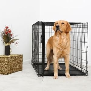 Midwest iCrate Single Door Folding Crate 30Lx19Wx21H dog kennel