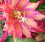 Epiphyllum 'Dragonheart' Cutting