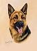 German Shepherd GSD Playing Cards - Art by Robert May
