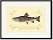 Black Framed/Matted Print 17x23, The Brook Trout (Showing Subdued or Early Summer Coloration)