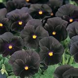 PANSY - HALLOWEEN II Annual Seeds