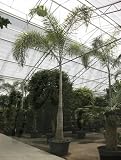 Wodyetia bifurcata - Fuchsschwanz-Palme Topfbreite 90 cm / Pflanzenhöhe 650 cm mit Topf / Stamm
