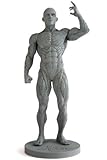 Artist's Anatomy Male Anatomical Model 2.0 Reference Tool by ArtistsAnatomy.com