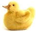 Hansa Plush Chick Duck 6