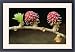 Framed Prints of USH-107 European LARCH Tree Flowers from Ardea Wildlife Pets
