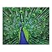 Springbok Eyes of Color 1000 Piece Jigsaw Puzzle