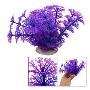 aquarium plants