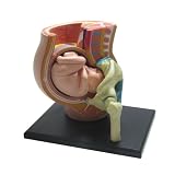 スカイネット 立体パズル 4D VISION 人体解剖 No.06 妊娠解剖モデル